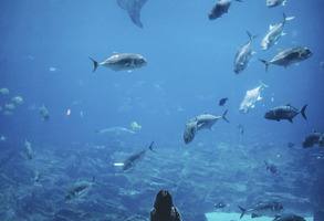 London Aquarium