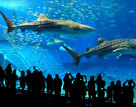 Brittany Le Grand Aquarium