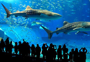 Brittany Le Grand Aquarium