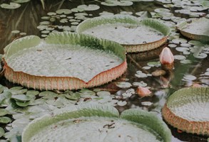 Nataliya Melnychuk Kmk Ovmrktg Unsplash