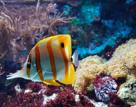 Cornwall Blue Reef Aquarium