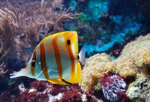 Cornwall Blue Reef Aquarium