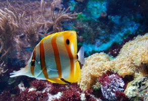 Cornwall Blue Reef Aquarium