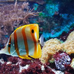 Cornwall Blue Reef Aquarium