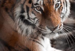 Normandy Zoo De Champrepus