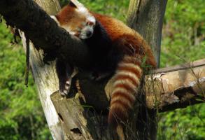 Lille Citadel Zoo