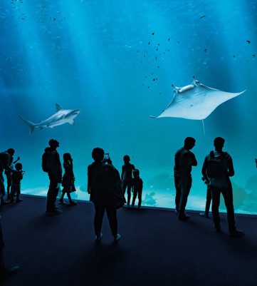 Opal Coast Nausicaa Sea Centre