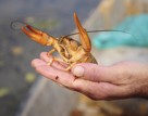 Cornwall National Lobster Hatchery