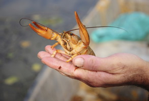 Cornwall National Lobster Hatchery