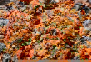 Barcelona Paella Workshop