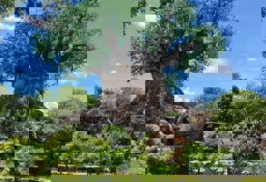 Florida Disney Animal Kingdom