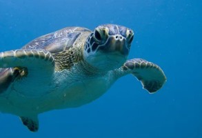 Green Sea Turtle Sea Life