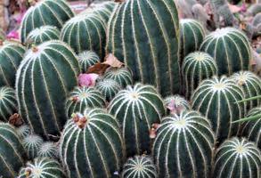 Geneva Botanical Gardens