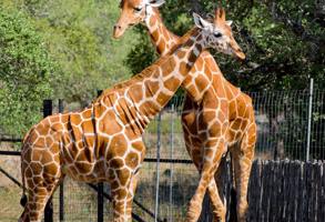 London Zoo