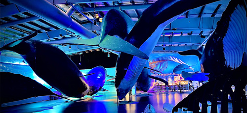 The Whales of Iceland museum