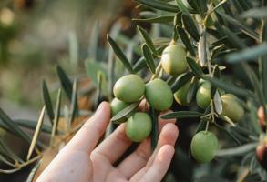 Sorrento Olive Oil Factory Visit