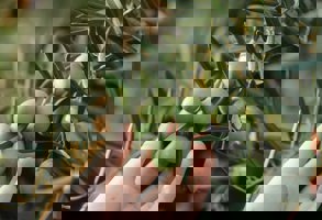 Sorrento Olive Oil Factory Visit