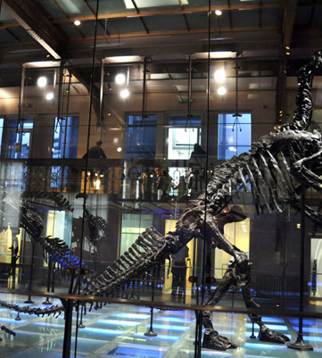 Royal Belgian Institute Of Natural Sciences