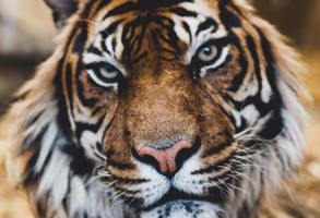 Edinburgh Zoo