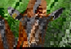 Loire Valley Goats Cheese Farm