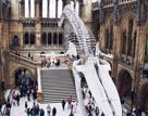 London Natural History Museum
