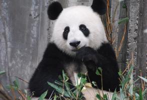 Beijing Summer Palace Beijing Zoo