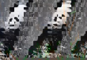 Beijing Summer Palace Beijing Zoo